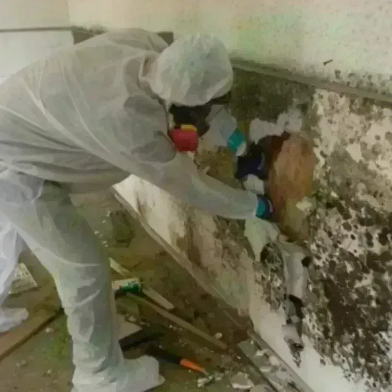 Mold Remediation and Removal in Goulding, FL